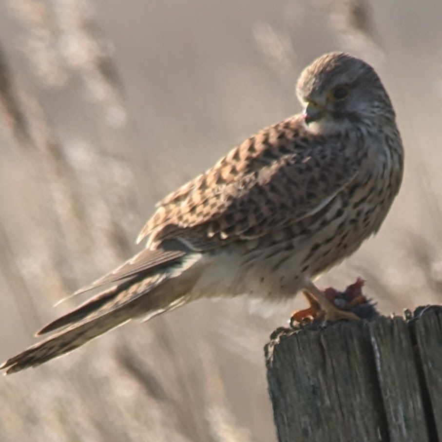 Vogelspotten